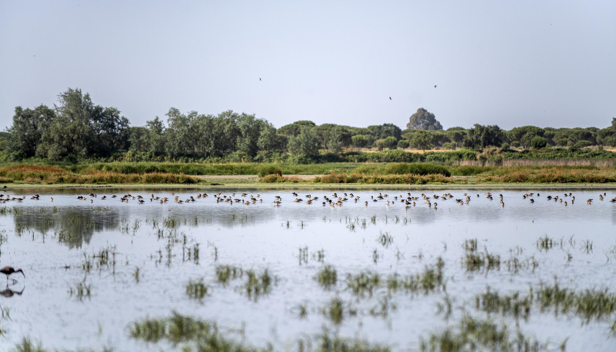 Doñana El Rocio